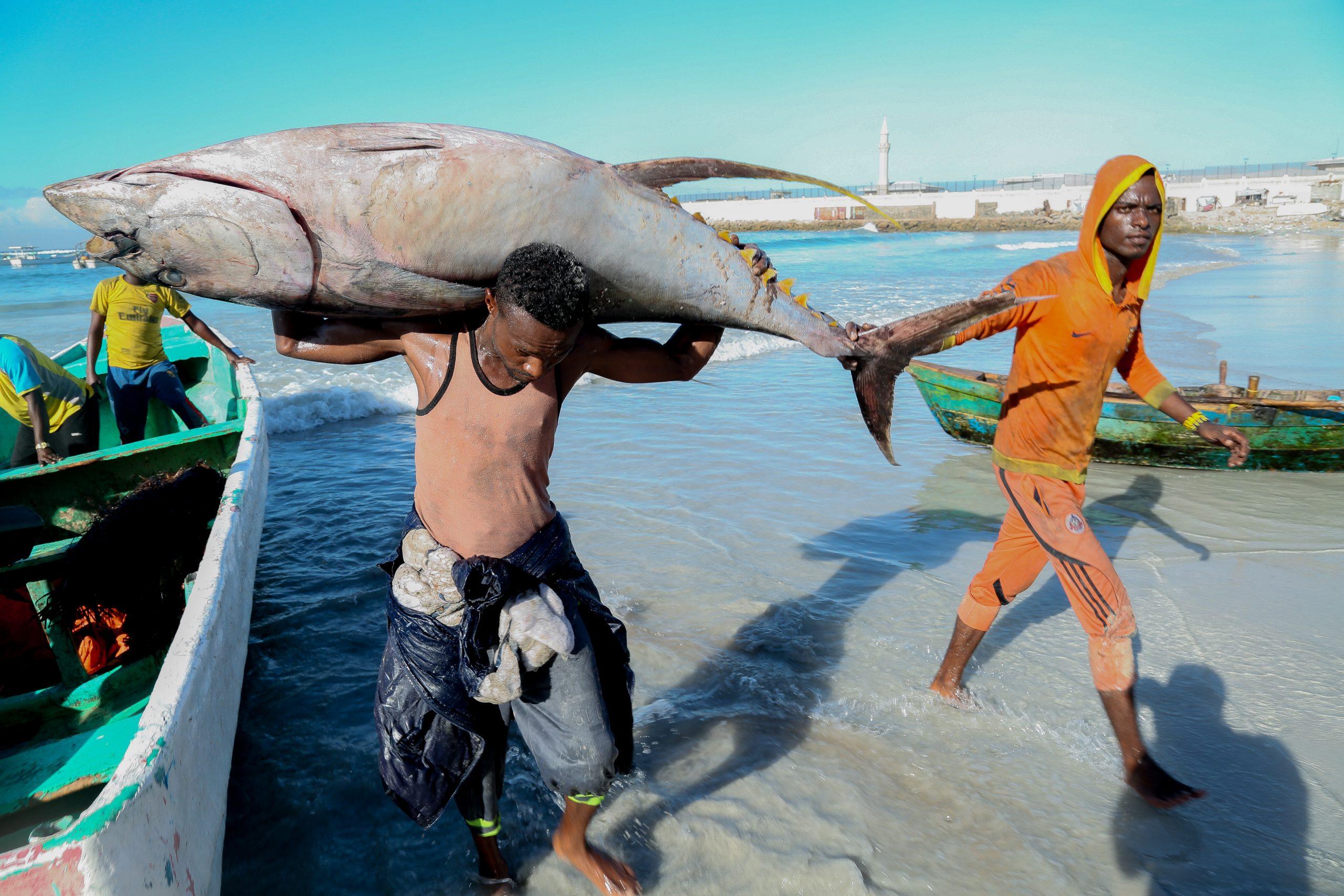 Somalia’s Fisheries Opportunity: Unlocking the Potential of Africa’s Longest Coastline